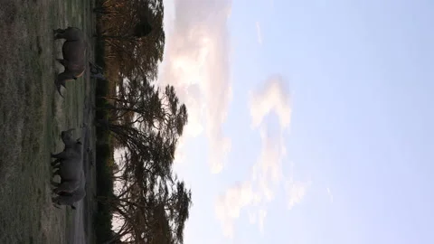 Rhinos in Field Stock Footage 234679081
