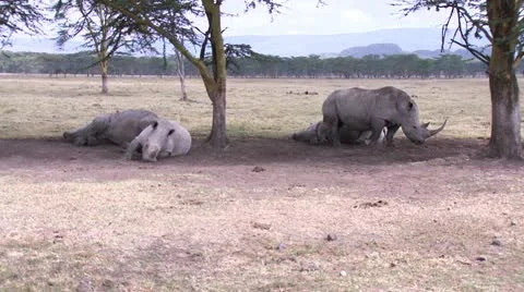 Rhinos Stock-Footage 22279371
