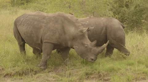Rhinos Stock Footage 27492752