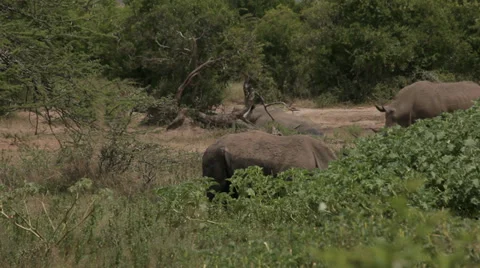 Rhinos Stock Footage 28430906