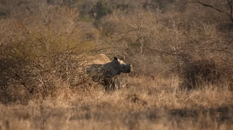 Rhinos Stock Footage 29734524