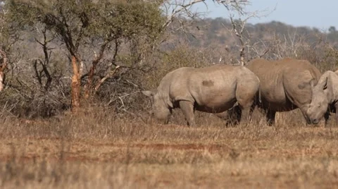 Rhinos Stock Footage 29744117
