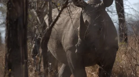 Rhinos Stock Footage 29747779