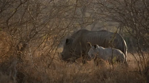 Rhinos Stock Footage 29802731