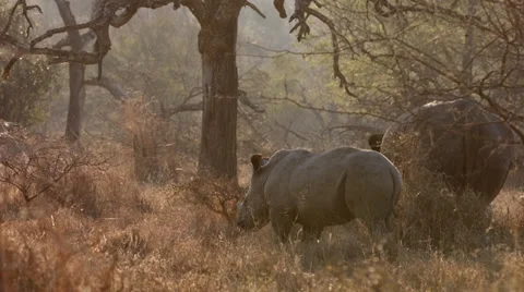 Rhinos Stock Footage 29930054