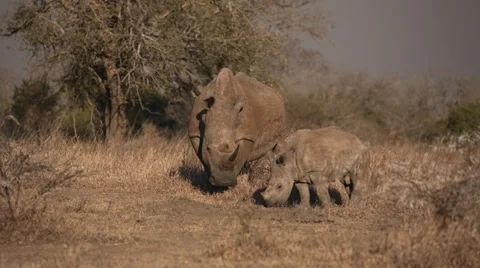 Rhinos Stock Footage 29932289
