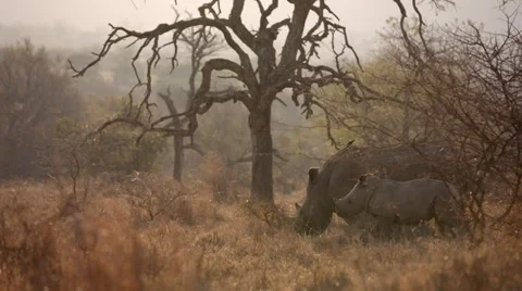 Rhinos Stock Footage 29933477