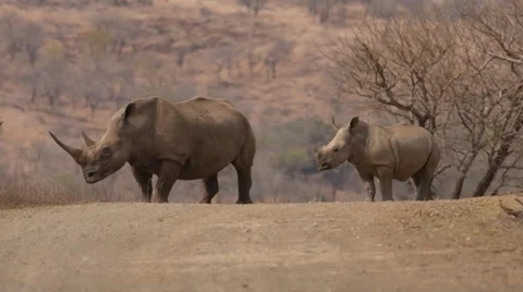 Rhinos Stock Footage 30729675