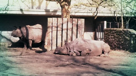 Rhinos Stock Footage 116410619