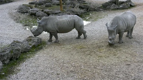 Rhinos Stock Footage 117725856