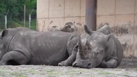 Rhinos Stock Footage 311944463