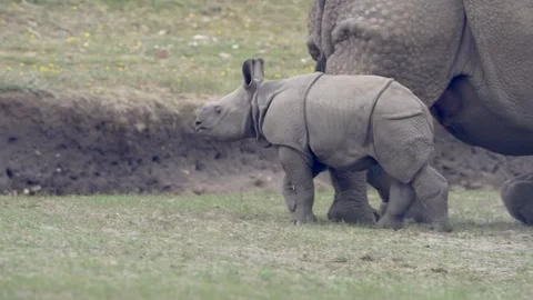 Rhinos Stock Footage 311956282