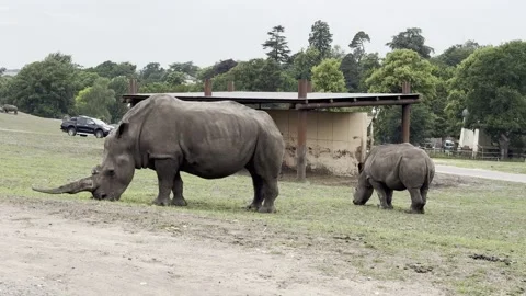 Rhinos Stock Footage 311956607