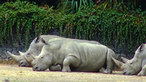 Rhinos lie on the ground sleeping, zoo Stock Footage 231023426