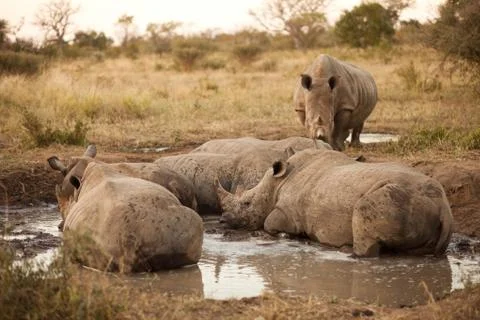 Rhinos lying in the mud Stock Photos