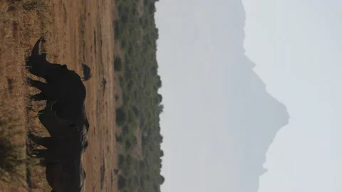 Rhinos with Mount Kenya in Background Stock Footage 234679131