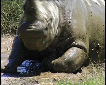 Rhino's Mud Bath Stock Footage