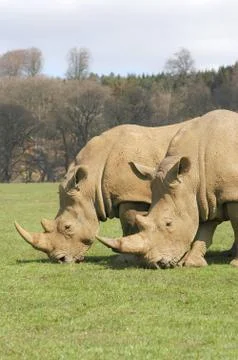 Rhinos Stock Photos