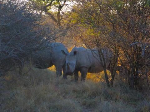 Rhinos Stock Photos