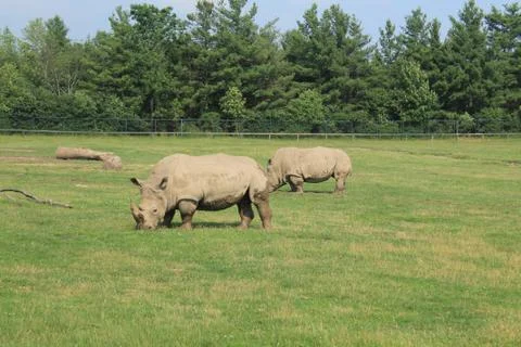 Rhinos Stock Photos