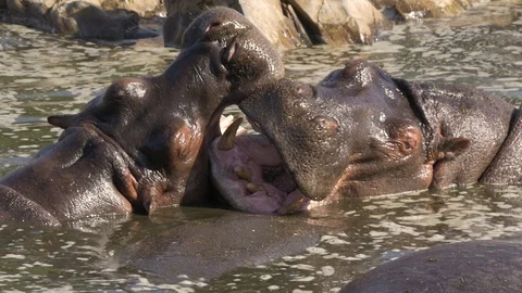 Rhinos playing in water Stock Footage 130090258