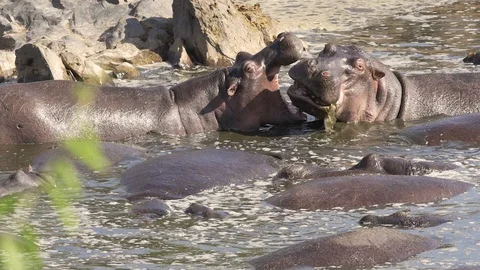 Rhinos playing in water Stock Footage 130090285