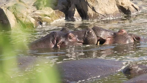 Rhinos playing in water Stock Footage 130090690