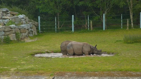 Rhinos splash in puddle Stock Footage 114367388