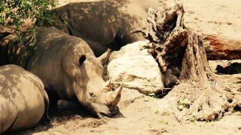 Rhinos in Sun Stock Photos