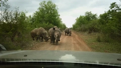 Rhinos Walk Onto Road In Front Of The Car | Dash Cam Stock Footage