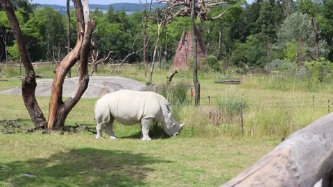 Rhinos Walking in a Park Stock Footage 133441696
