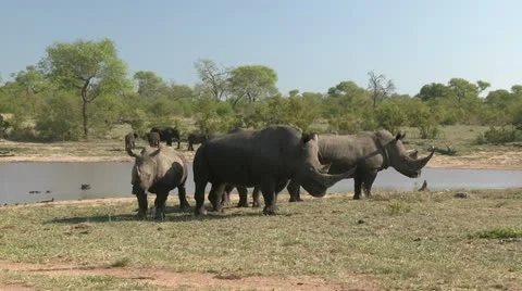 Rhino's at waterhole Stock Footage 22786053
