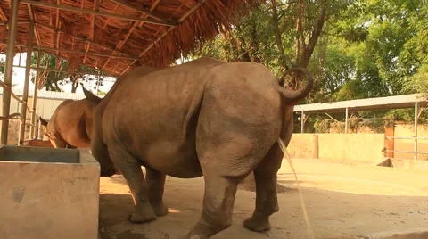 Rhinos in the zoo peeing Stock Footage 49731347