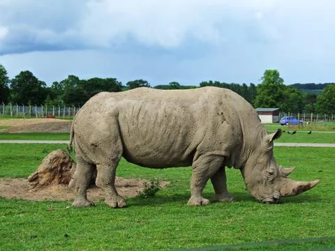 Rhinosaurus Stock Photos