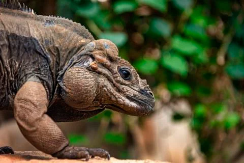 Rhinoserous iguana Stock Photos