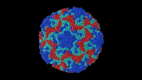 Rhinovirus 3 capsid molecular model rotating,seamless loop Stock Footage 74075847
