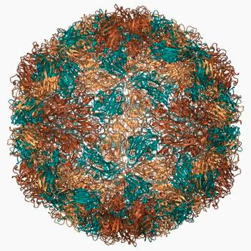 Rhinovirus capsid, molecular model Stock Illustration