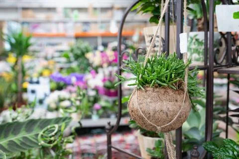 Rhipsalis in a creative hanging coconut shell pot Stock Photos