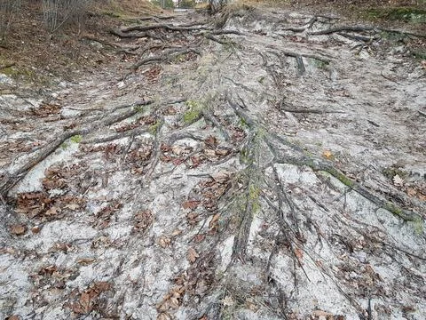 Rhizomes of pine trees on the surface of sand dunes on cold autumn days Stock Photos