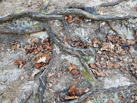 Rhizomes of pine trees on the surface of sand dunes on cold autumn days Foto stock