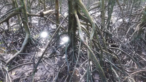 Rhizophora with characteristic aerial support roots Stock Footage 316837385