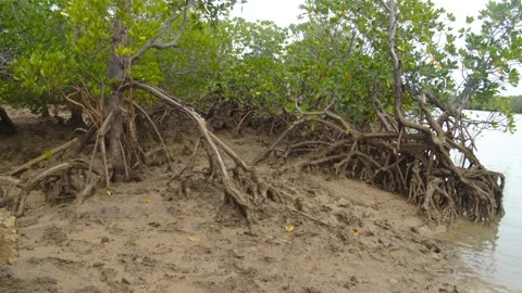 Rhizophora mangle, also known as the red mangrove, is a broad-leaved evergreen t Stock Footage 293766405