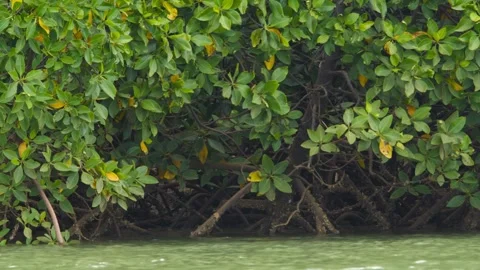 Rhizophora mangle (red mangrove) (San Salvador Island, Bahamas) Stock Footage 293766892