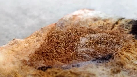 Rhizopus stolonifer (black bread mold) growing on rotten bread surface Stock Footage 340860640