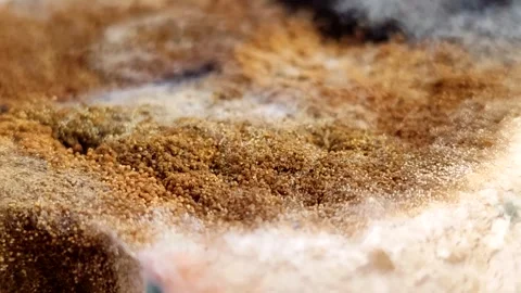 Rhizopus stolonifer (black bread mold) growing on rotten bread surface 스톡 동영상 340860641