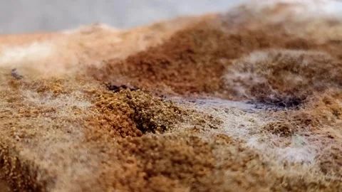 Rhizopus stolonifer (black bread mold) growing on rotten bread surface Stock-Footage 340860642