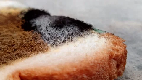 Rhizopus stolonifer (black bread mold) growing on rotten bread surface 動画素材 340860651