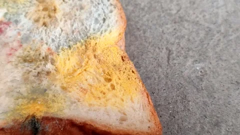 Rhizopus stolonifer (black bread mold) growing on rotten bread surface 動画素材 340860687