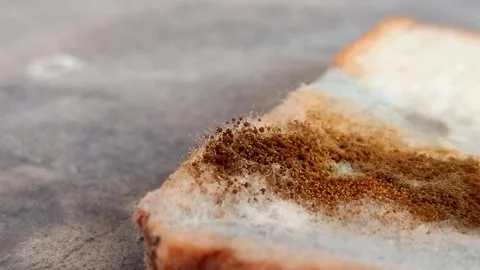 Rhizopus stolonifer (black bread mold) growing on rotten bread surface Vidéo 340860709