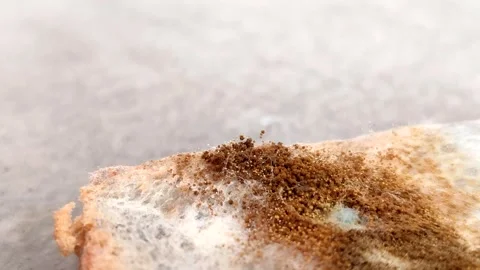Rhizopus stolonifer (black bread mold) growing on rotten bread surface Stock-Footage 340860714